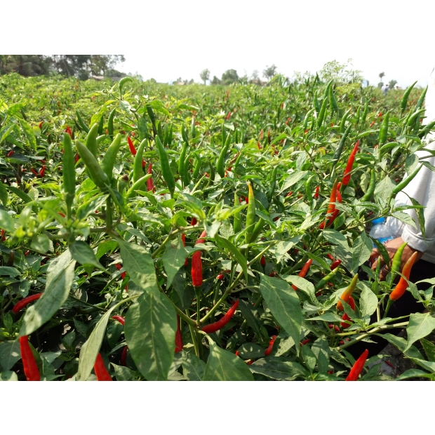 Hạt giống ởt chỉ thiên lai F1