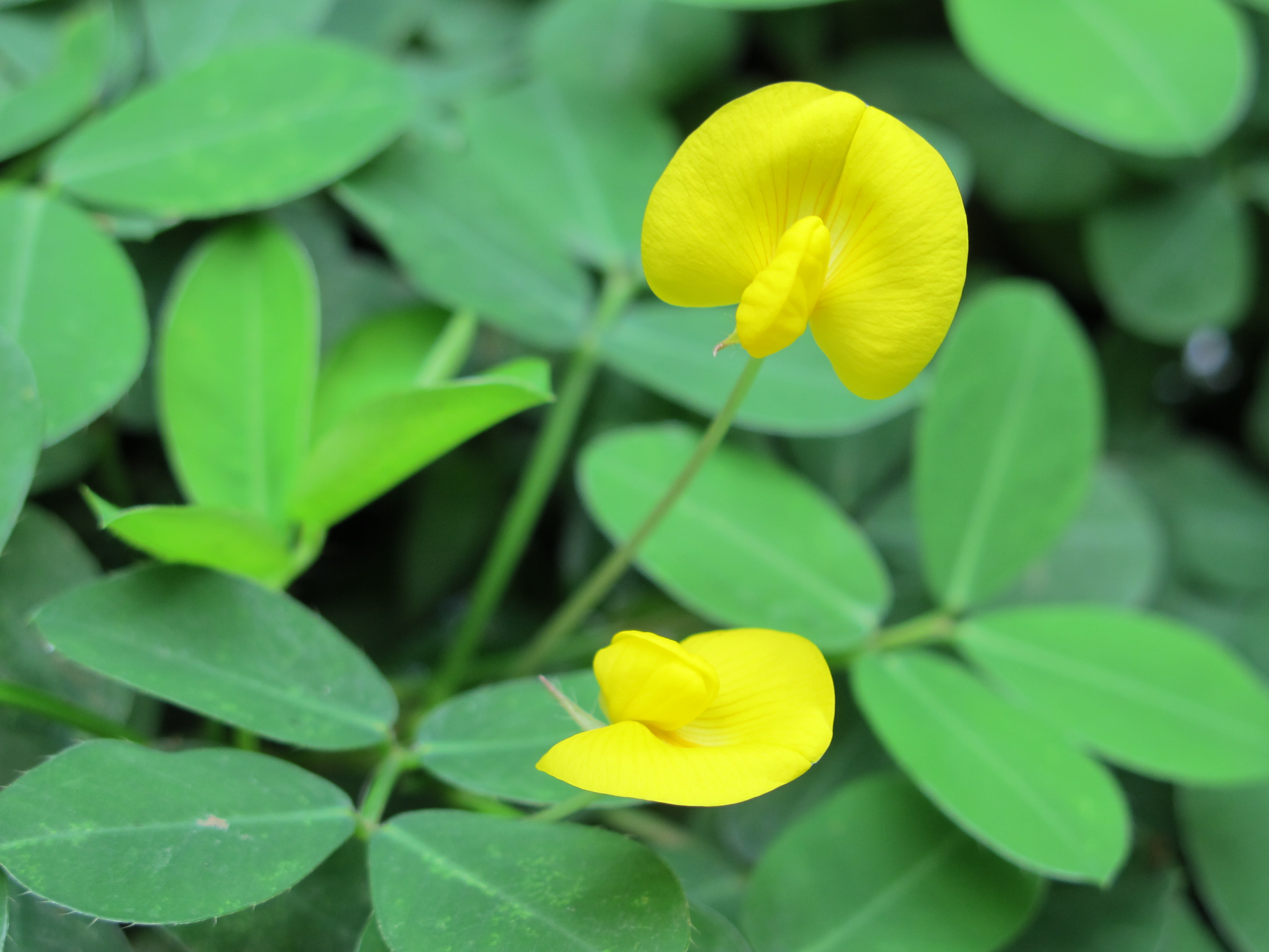 Lợi Ích Của Cỏ Lạc Dại Trong Nông Nghiệp Bền Vững